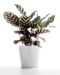 Calathea makoyana